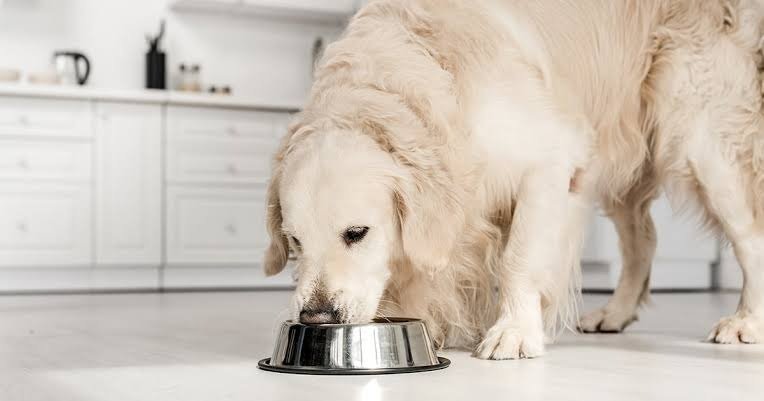 Best Dog Food for Sensitive Stomach: Expert Guide to a Happy, Healthy Pup