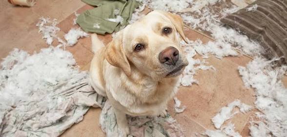 Natural Remedies for Dog Anxiety: What Actually Works (And What Doesn’t)